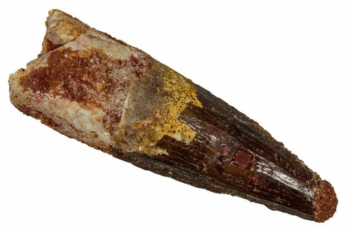 Fossil Spinosaurus Tooth - Real Dinosaur Tooth #340621